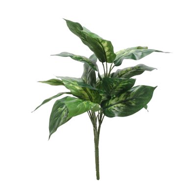 Dieffenbachia Plant (56cm)