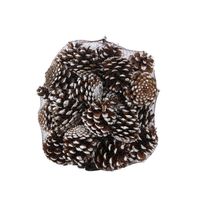 White Tipped Pinus Nigra Cones (1kg) (1/6)