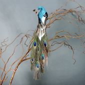36cm Peacock w/clip