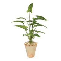 Plant House Syngonium In Terracotta Pot D15cm