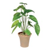 Plant House Calla In Terracotta Pot D15cm