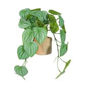 Plant House Trailing Scindapsus In Terracotta Pot D 10cm