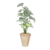 Plant House Syngonium  In Terracotta Pot D 15cm