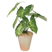Plant House Syngonium In Terracotta Pot D15cm