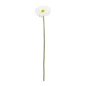 Single Gerbera Cream - 72cm