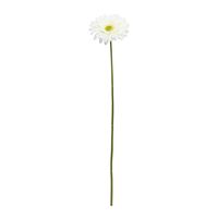 Single Gerbera Cream - 72cm