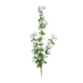 Essential Bouganvillia Trail - White
