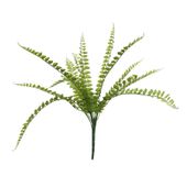 Hardy Fern (24/240)