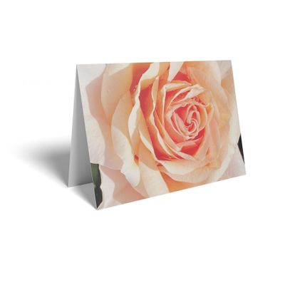 Folded Card - Peach Rose
