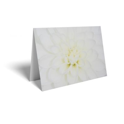 Folded Card - White Chrysanthemum