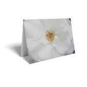 Folded Card - White Rose