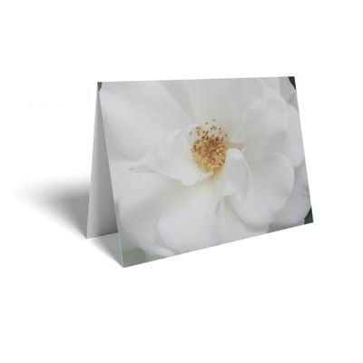 Folded Card - White Rose