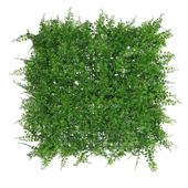 Exterior U.V Fern Leaf Green Wall