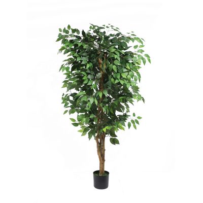 Ficus Multi Stem U.V F.R - 150cm
