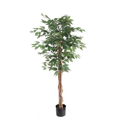 Ficus Standard U.V F.R - 152cm