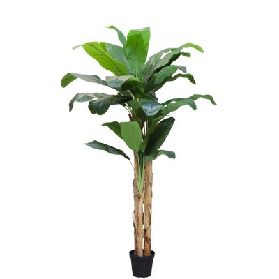 Banana Tree U.V F.R - 250cm