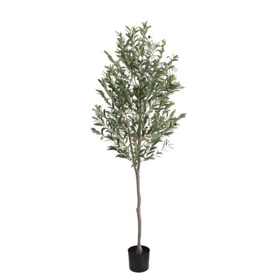 Olive Tree U.V F.R - 180cm