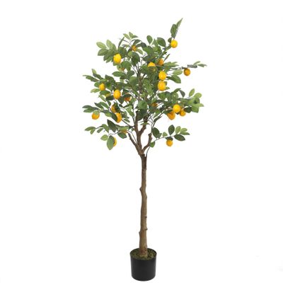 Lemon Tree U.V F.R - 150cm