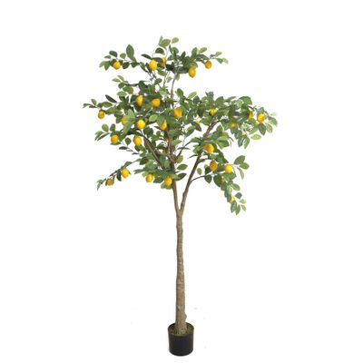 Lemon Tree U.V F.R - 200cm