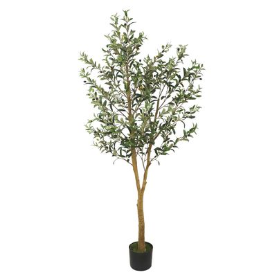 Olive Tree U.V F.R - 175cm