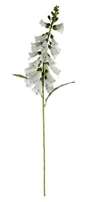 Essential Foxglove - White