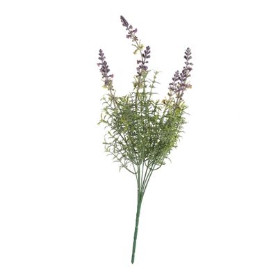 Essential Lavender Bush 