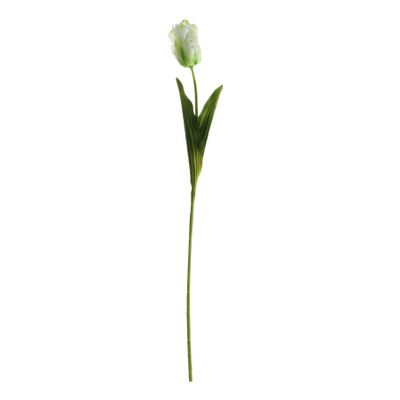 Essential Parrot Tulip - Cream