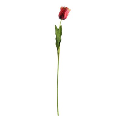 Essential Parrot Tulip - Red