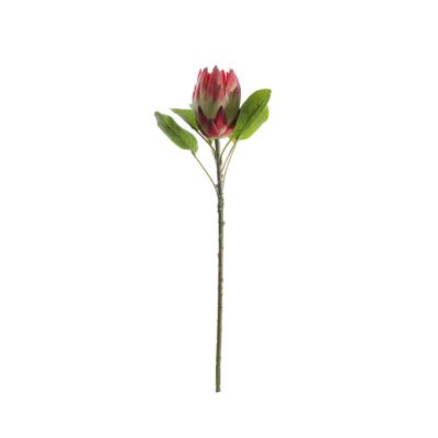 Large Protea - Red