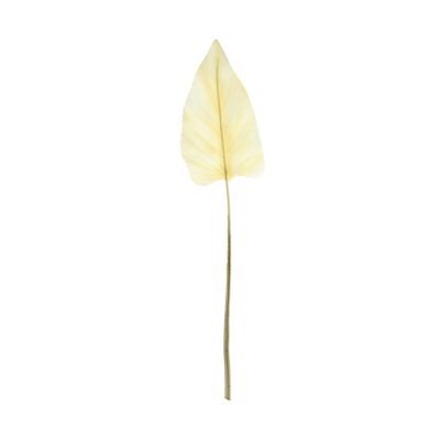 Essential Dry Look Bleached Cala Leaf