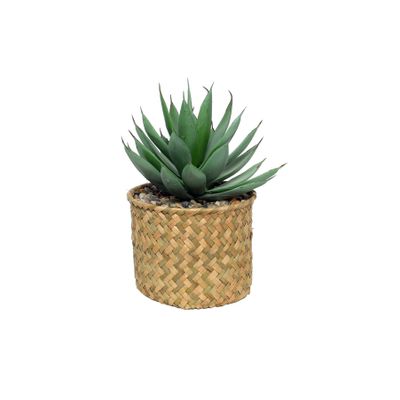 Botanica Succulent Potted - 23cm