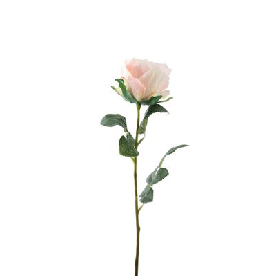 Essential Garden Rose - Pale Pink