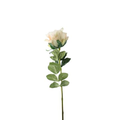 Essential Garden Rose - Nude