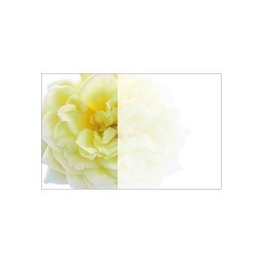 Small Card - No Message - Yellow Rose - PK25