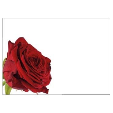 Large Card - No Message - Red Rose -PK6