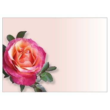 Large Card - No Message - Pink Rose - PK6