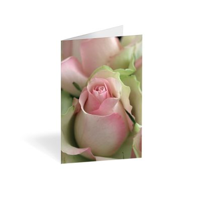 Folded Card - Pale Pink Rose - No Message - Pk25