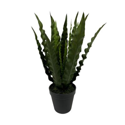 Botanica Birdnest Fern in Pot - 36cm