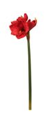 Red Emperor Amaryllis (S)(12/72)