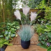 Potted Fluff Pampas 3 heads