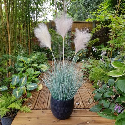 Potted Fluff Pampas 3 heads