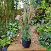 Potted Pampas 3 heads 90cm