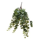 Frosted Ivy Bush Vine (80cm)(4/16)