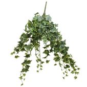 Frosted Vari Ivy Bush Vine (80cm)(4/16)