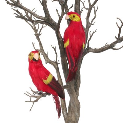 Red Baby Macaw