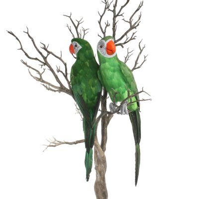 Green Perching Macaw (L)