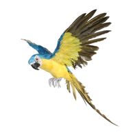 Blue Flying Macaw (S)