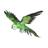 Green Flying Macaw (S)
