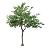 2.8m Japanese Maple Tree Green