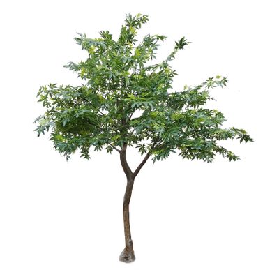 2.8m Japanese Maple Tree Green
